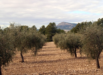 Finca de nuestra almazara